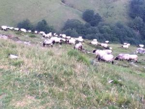 10405401_1446271665629636_6260922580181269126_n