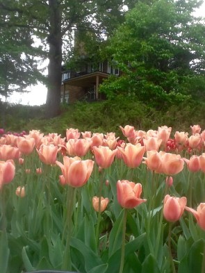 01c66da2feacbf5fcf4ced7d71d46ca0222e7dd8d2